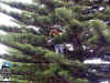 da_1494.jpg (92812 bytes)
